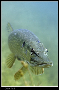 Pike :-D by Daniel Strub 